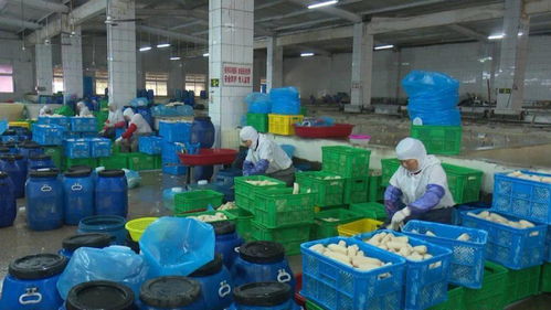 寶應縣強化藕制品企業執法檢查，依法整治藕渣亂倒問題